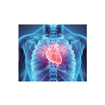 Szív- és érrendszer